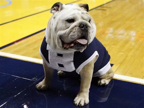 Butler Blue: The Butler Bulldog Mascot Takes on the World